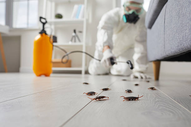 Post-Treatment Bed Bug Interceptor Monitoring in Jonestown